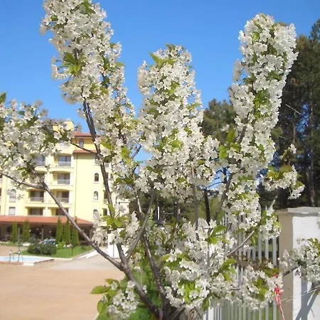 Complex Sunny Dreams Sunny Beach